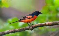 Scarlet-Minivet.jpg