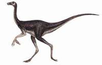 dromiceiomimus3.jpg