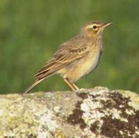 tawnypipit.jpg