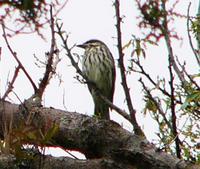 streaked-flycatcher.jpg