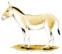 Equus hemionus.jpg