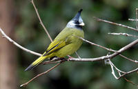 crestedfinchbill1.jpg