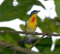 76659527.Cc2gXDjs.CBFlowerpecker 8560n.jpg