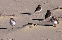 Plover Double-banded Green.jpg