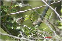 060416 Eurasian Wryneck0029.jpg