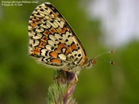 Melitaea cinxia 00032.JPG