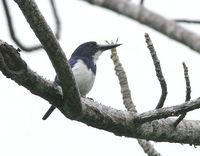 blue and white kingfisher f oks.jpg