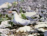 D-Sterna hirundo02.jpg