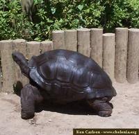 AldabraKC2.jpg