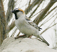 saxaul-sparrow-kaz.jpg