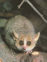 mouse-lemur.jpg