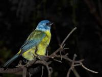 blue and yellow tanager.jpg