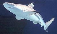 Carcharhinus melanopterus1.jpg