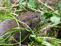 JCS Microtus agrestis 29296.jpg
