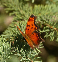 polygonia progne6020.jpg