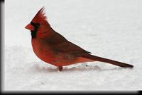 Northern Cardinal, Male.jpg
