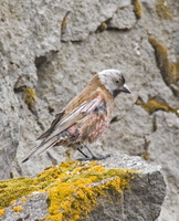 gray-crowned rosy-finch.jpg