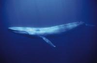 blue whale.jpg