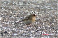 060416 Greater Short-toed Lark0096.jpg