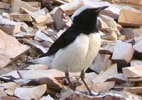 finsch-wheatear-0904.jpg