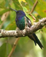 Swallow-tailed-Hummingbird.jpg