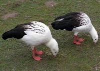 250px-Andean.goose.pair.arp.750pix.jpg