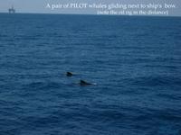 pilotwhales.jpg
