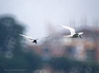 (010630)Common tern 3.jpg