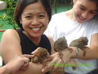 philippine-tarsier.jpg