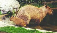 capybaramitkind.jpg