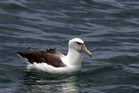whitecap albatross shirihai.jpg