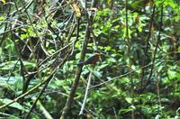 Green-and-Rufous Kingfisher.jpg