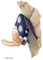 Euderma maculatum.jpg