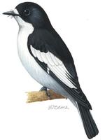 Ficedula hypoleuca.jpg