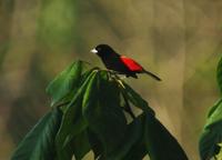 Cherrie's Tanager side view.jpg