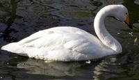 whooper swan.jpg