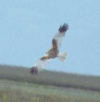 marshharrier.jpg