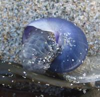 Violet-Sea-Snail2-PS.jpg