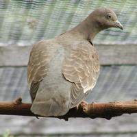 spotted dove-armand.jpg