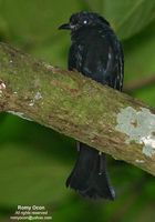 philippine drongocuckoo 8150.jpg
