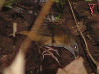 Bird031 Abbott Babbler.jpg