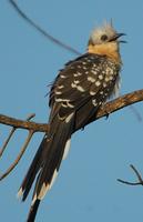 Great Spotted Cuckoo 2005-01-16-0003.jpg