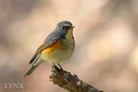 236 3655 red-flanked bluetail.jpg