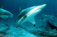 Carcharhinus limbatus1.jpg