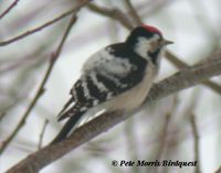 lesser spotted woodpecker pm.jpg