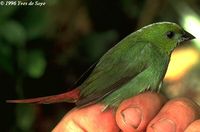 img0035 greenfaced parrotfinch yds.jpg