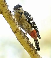 fulvousbreasted woodpecker f 1 lky.jpg