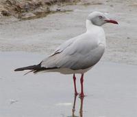 grey-headed-gull.jpg