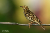 228 2849 red-throated pipit.jpg