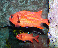 148pineconesoliderfish.jpg